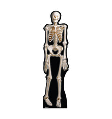 Skeleton