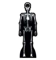X-Ray Skeleton
