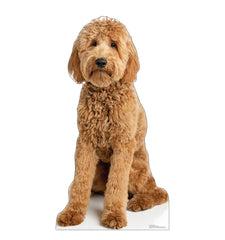 Goldendoodle