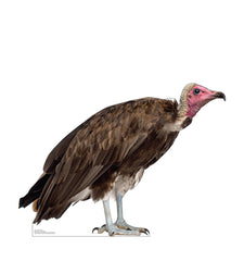 Hooded Vulture