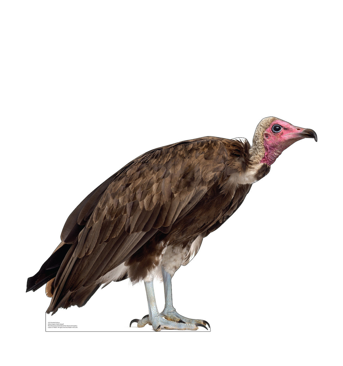 Hooded Vulture